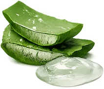 Aloe-Blattsaft — feuchtigkeitsspendender Inhaltsstoff von {{OFFER_NAME}}
