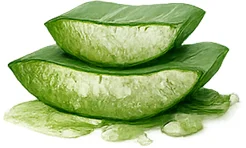 Aloe-Blattsaft — feuchtigkeitsspendender Inhaltsstoff von {{OFFER_NAME}}