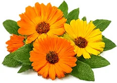 Ringelblumen-Blütenextrakt — botanischer Extrakt in {{OFFER_NAME}}