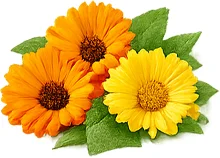 Ringelblumen-Blütenextrakt — botanischer Extrakt in {{OFFER_NAME}}