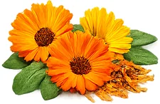 Ringelblumen-Blütenextrakt — botanischer Extrakt in {{OFFER_NAME}}