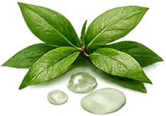 Teebaumöl (Melaleuca Alternifolia) — klärende Note von {{OFFER_NAME}}