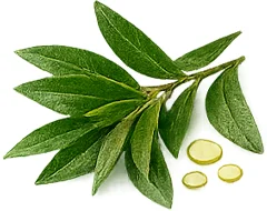 Teebaumöl (Melaleuca Alternifolia) — klärende Note von {{OFFER_NAME}}