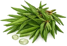 Teebaumöl (Melaleuca Alternifolia) — klärende Note von {{OFFER_NAME}}